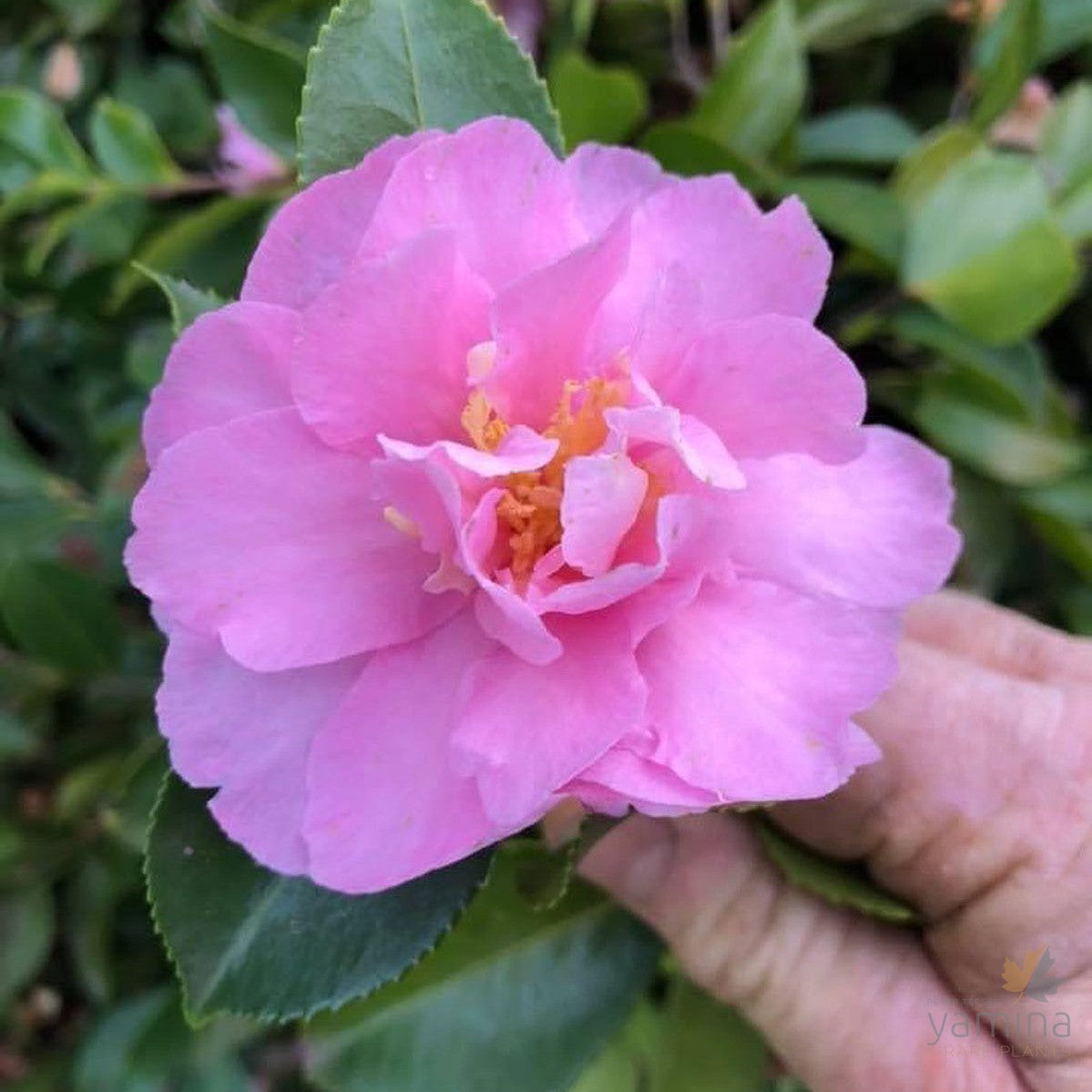 Camellia sasanqua Marge Miller 1