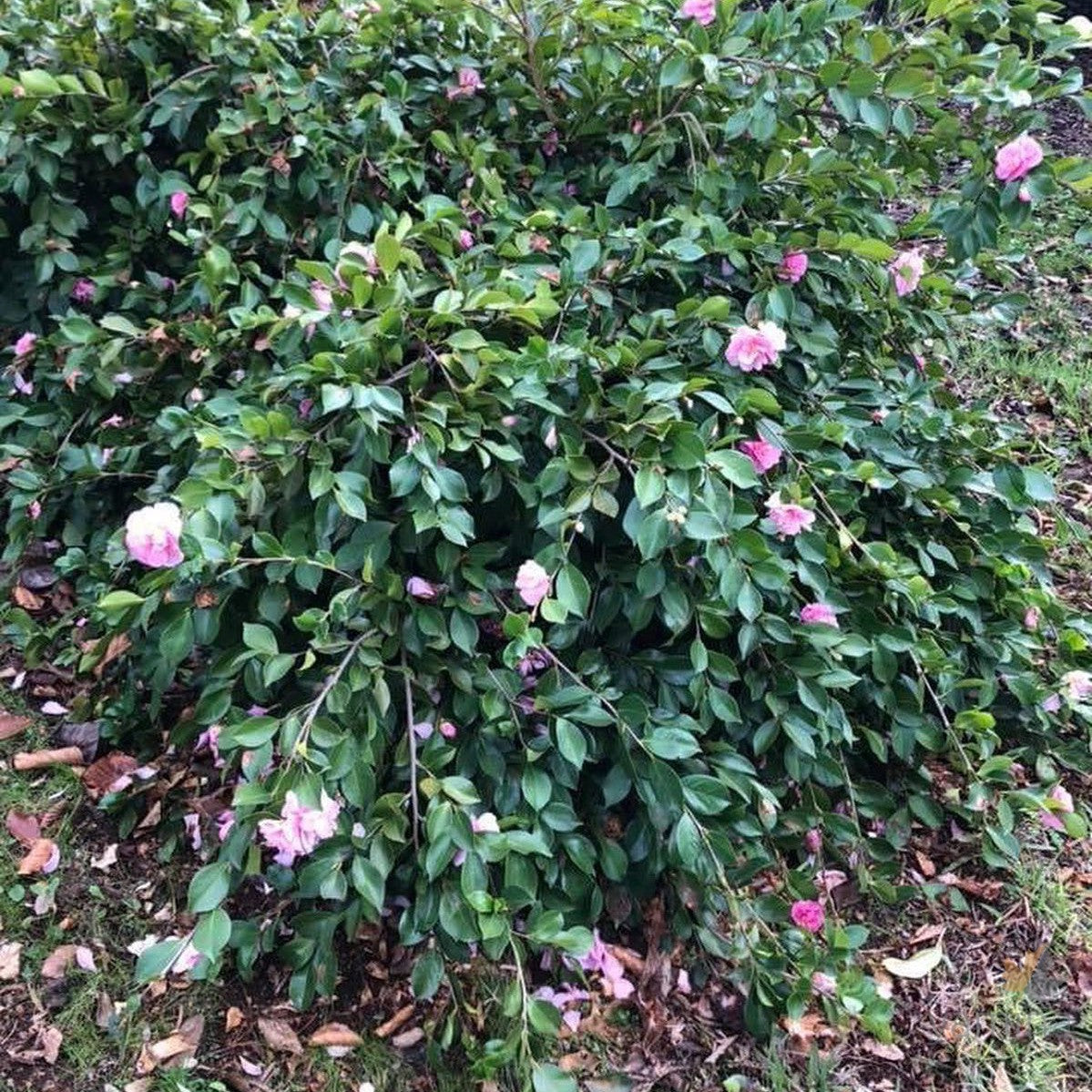 Camellia sasanqua Marge Miller 2