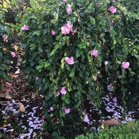 Camellia sasanqua Marge Miller (standard) 1