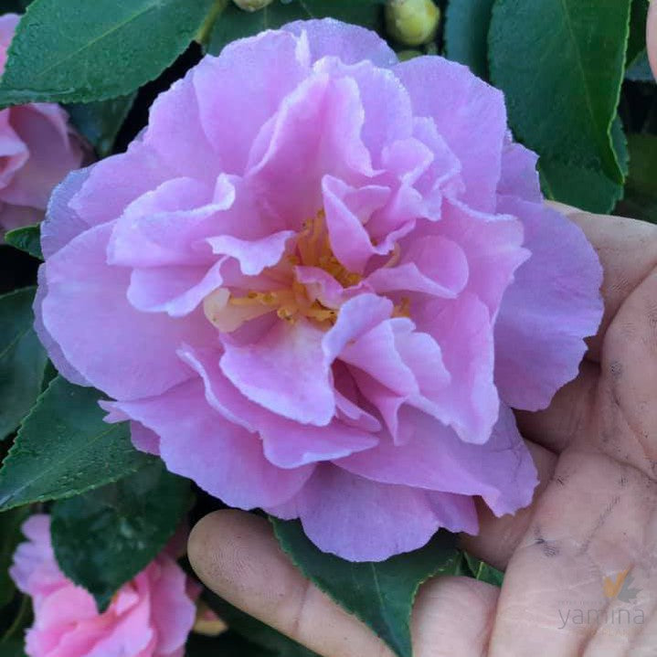 Camellia sasanqua Marge Miller (standard) 2