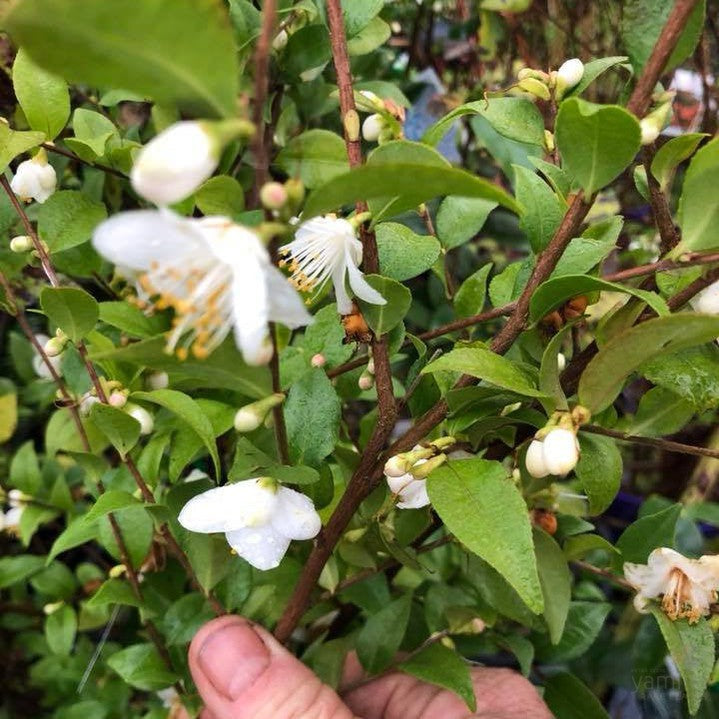 Camellia transarisanensis 2