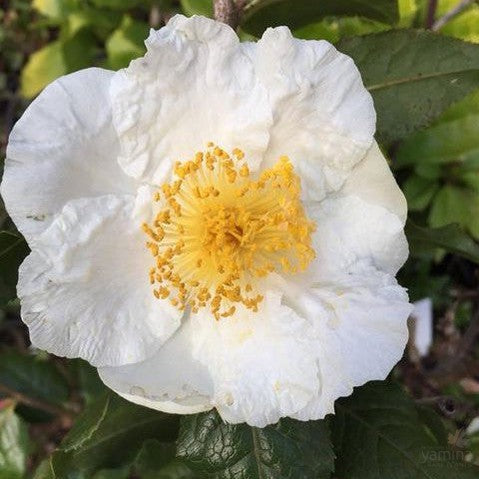 Camellia trichocarpa 1