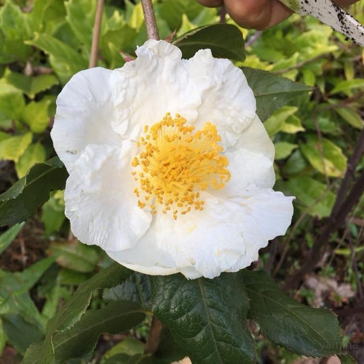 Camellia trichocarpa 2