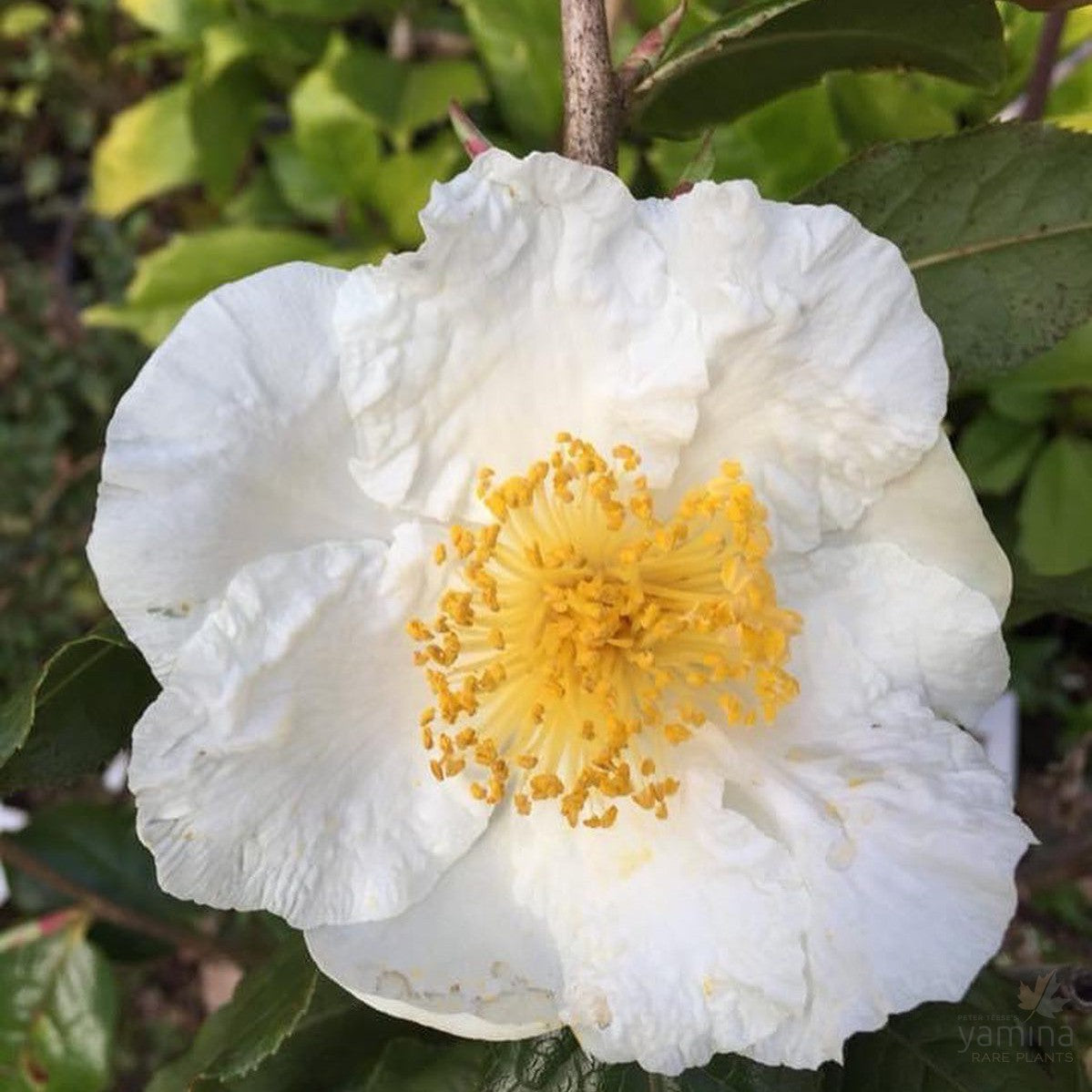 Camellia trichocarpa 3