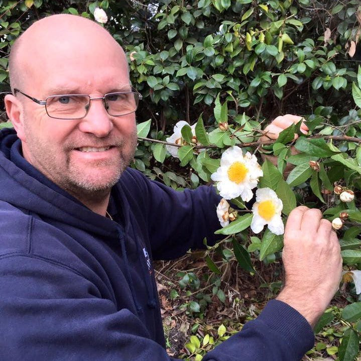 Camellia trichocarpa 4