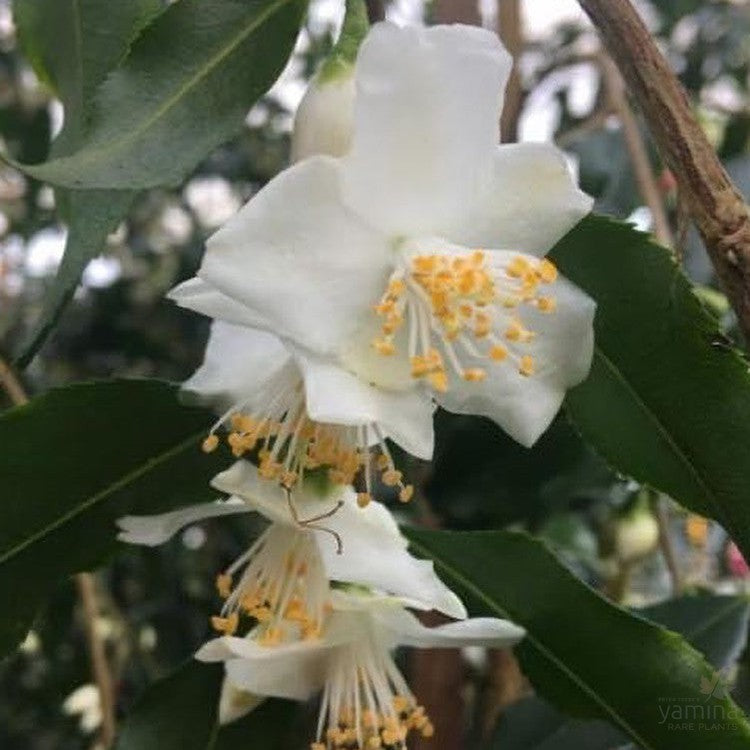 Camellia tsai 1