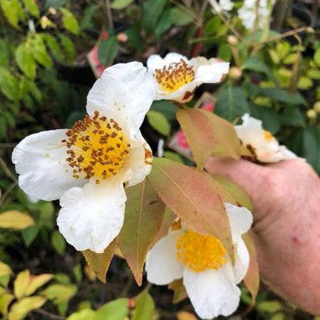 Camellia yunnanense 1