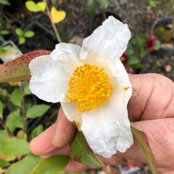 Camellia yunnanense 2