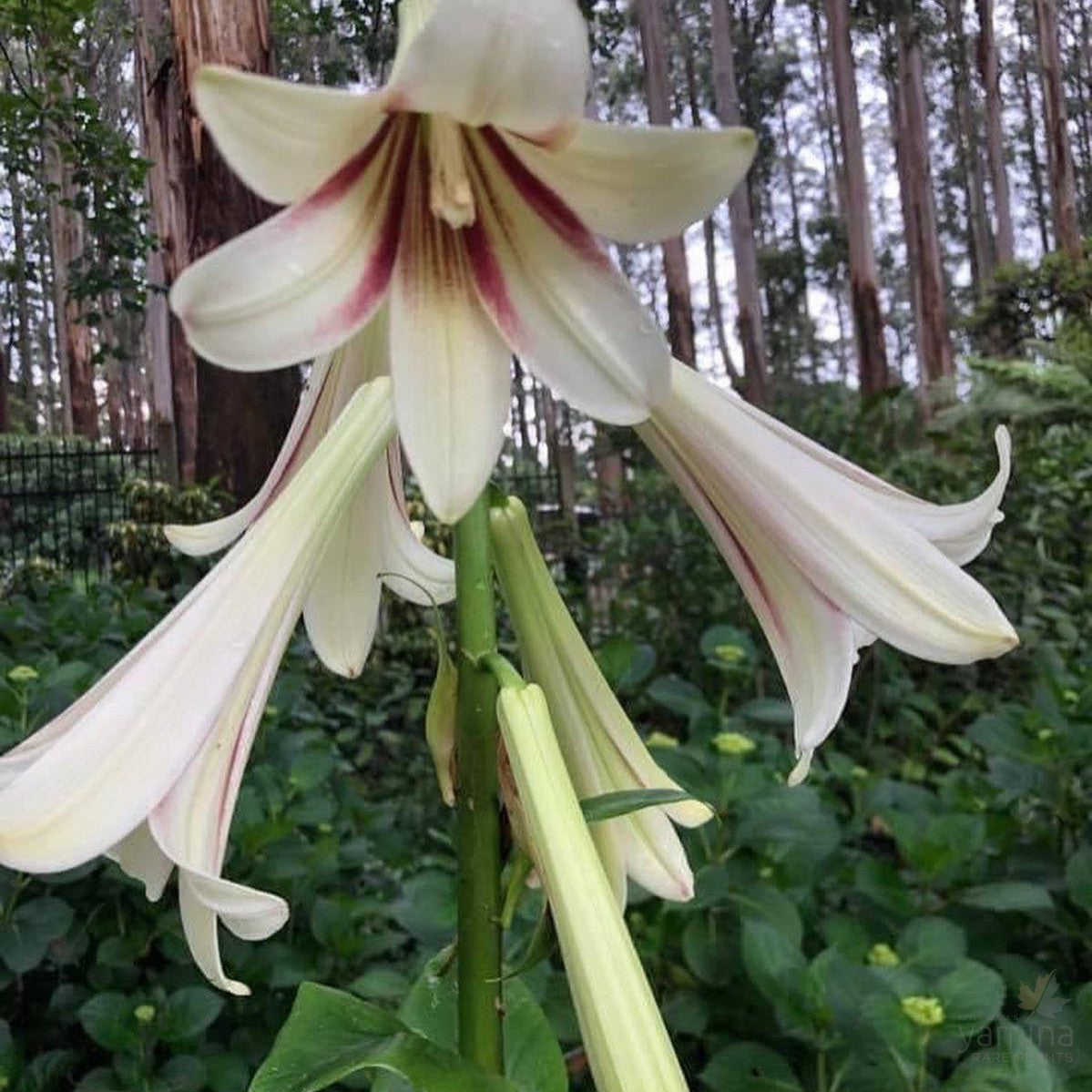 Cardiocrinum giganteum 1