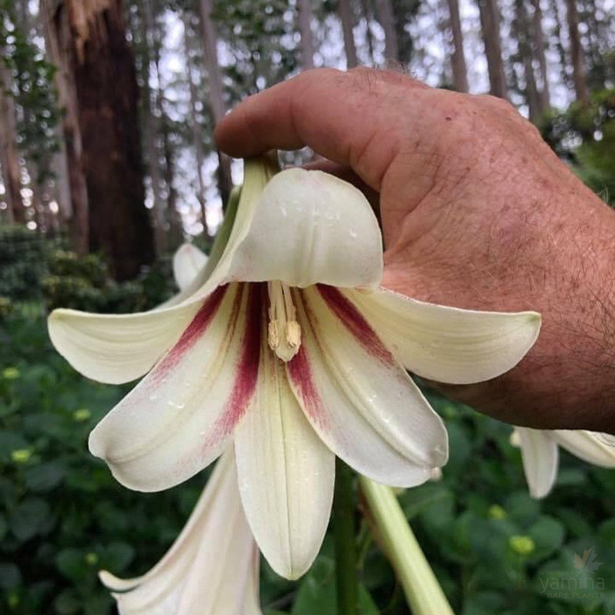 Cardiocrinum giganteum 2