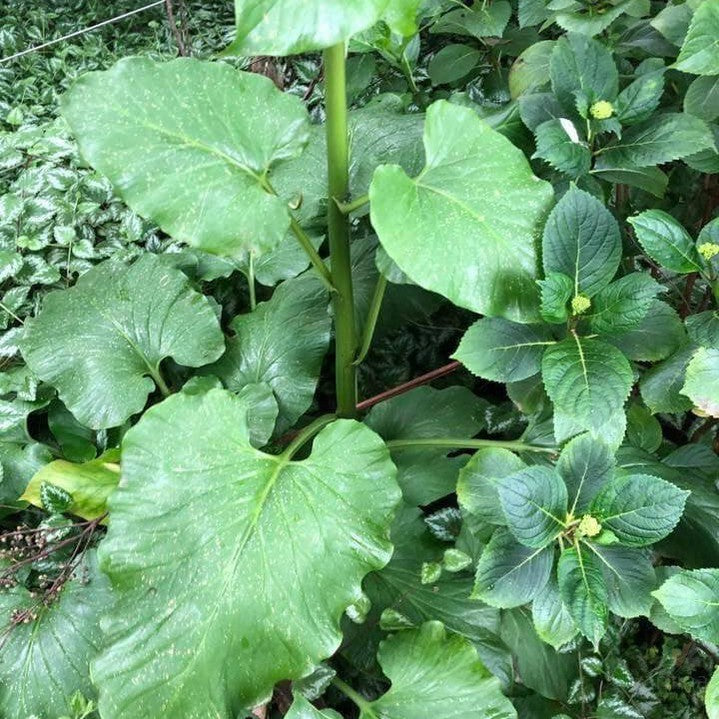 Cardiocrinum giganteum 4