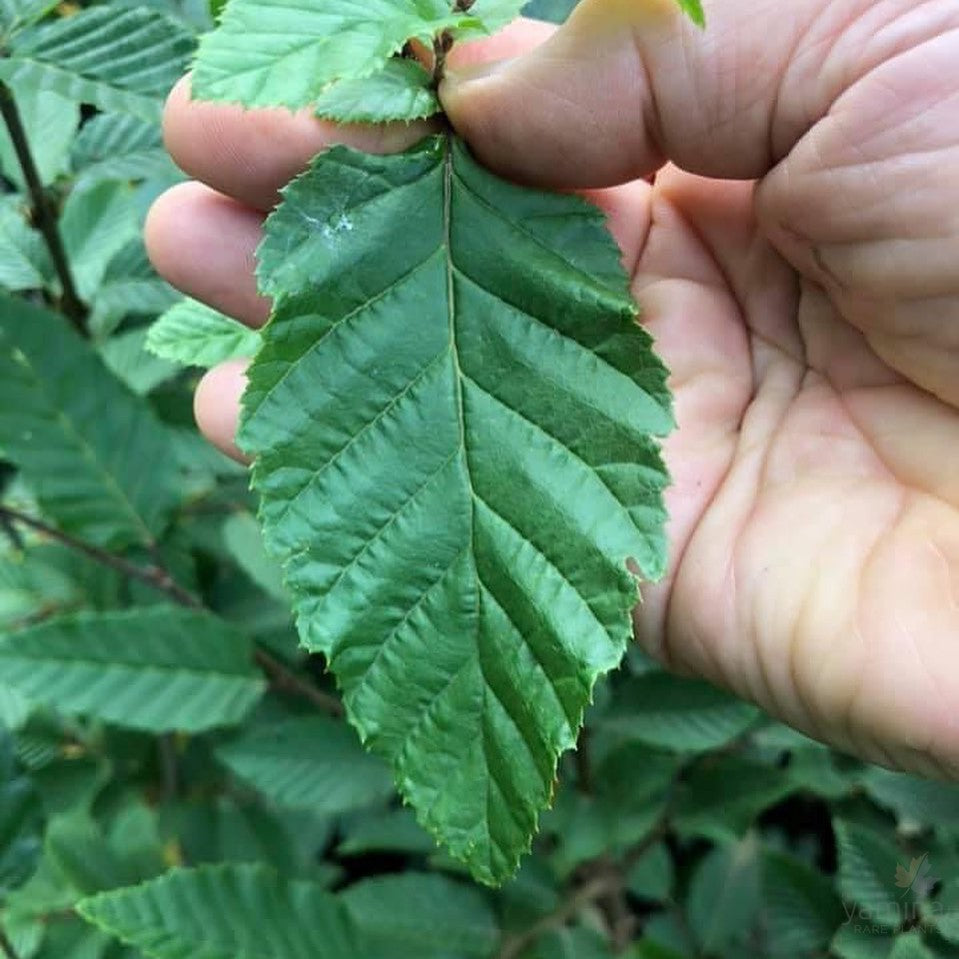 Carpinus betulus 1