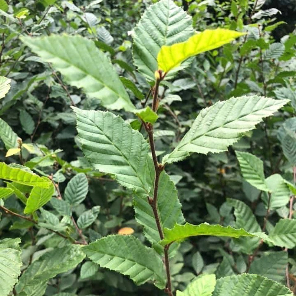 Carpinus betulus 3