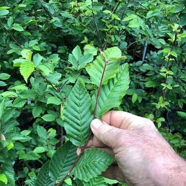 Carpinus betulus 5