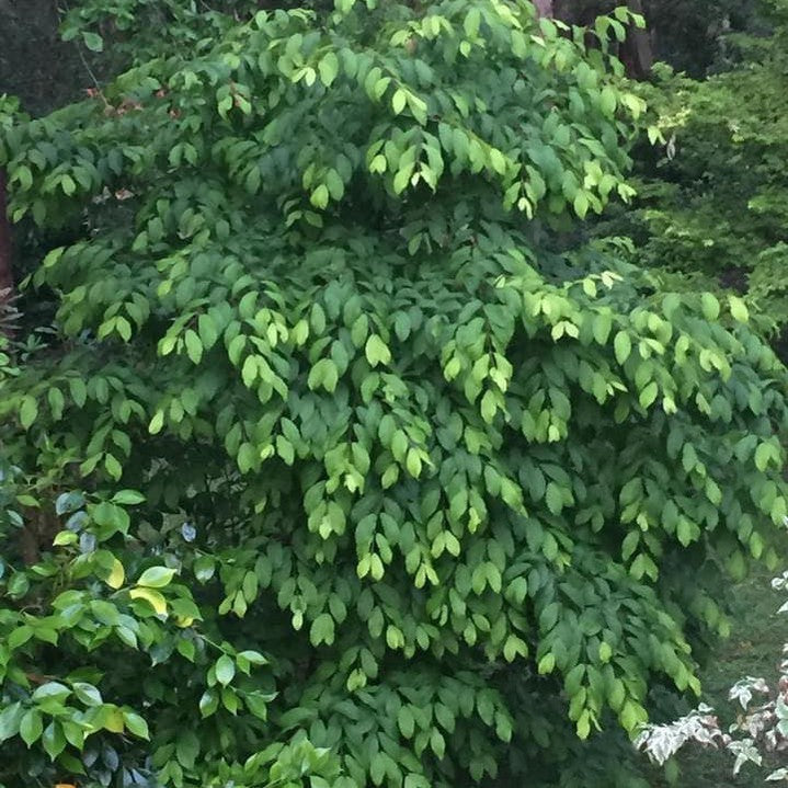 Carpinus caroliniana 1