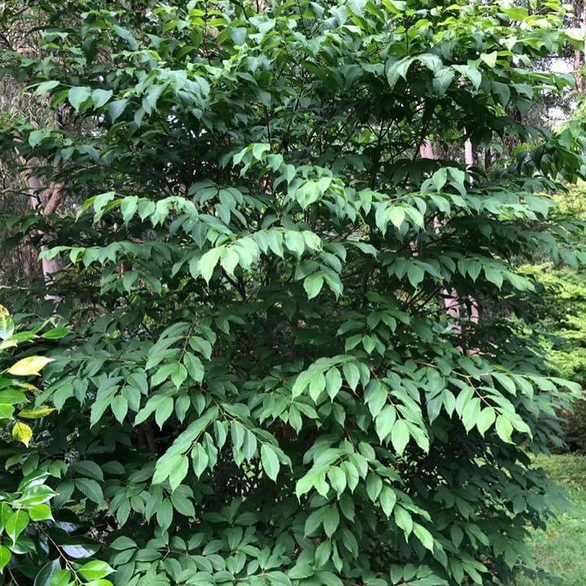 Carpinus caroliniana 2