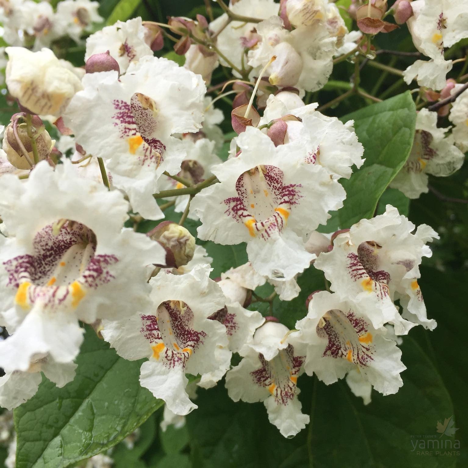 Catalpa bignonioides 1