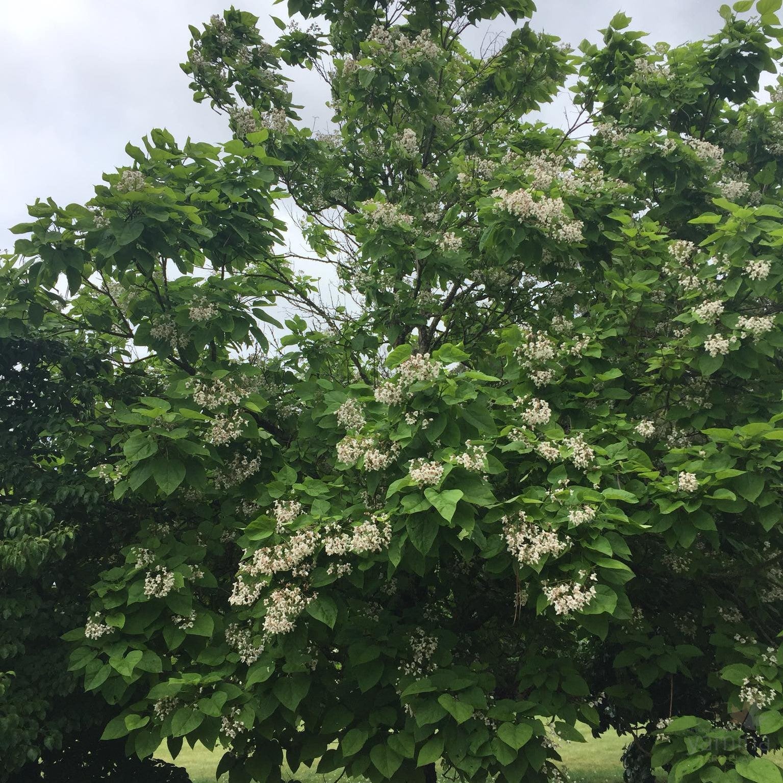 Catalpa bignonioides 2