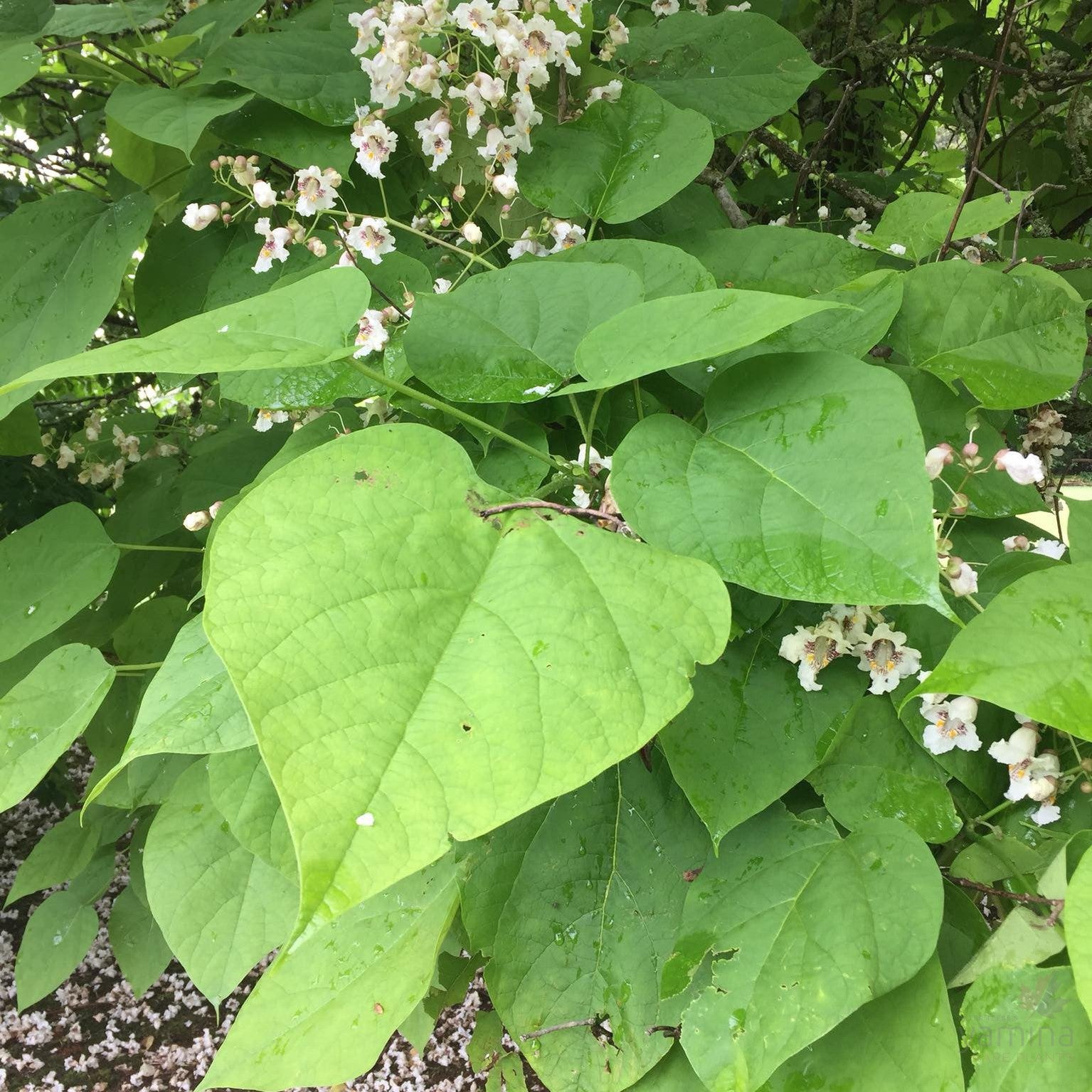 Catalpa bignonioides 3