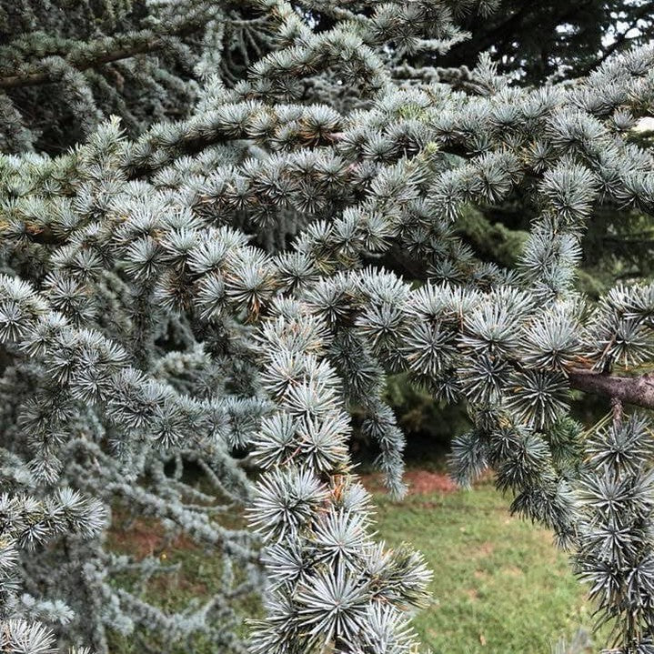 Cedrus atlantica 1