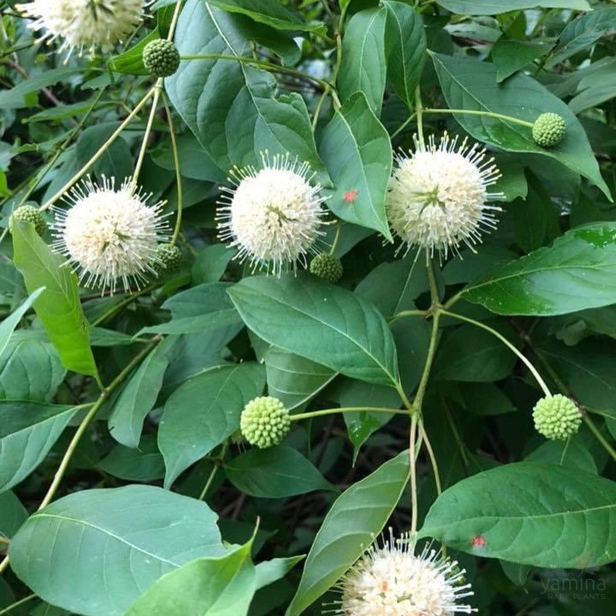 Cephalanthus occidentalis 1