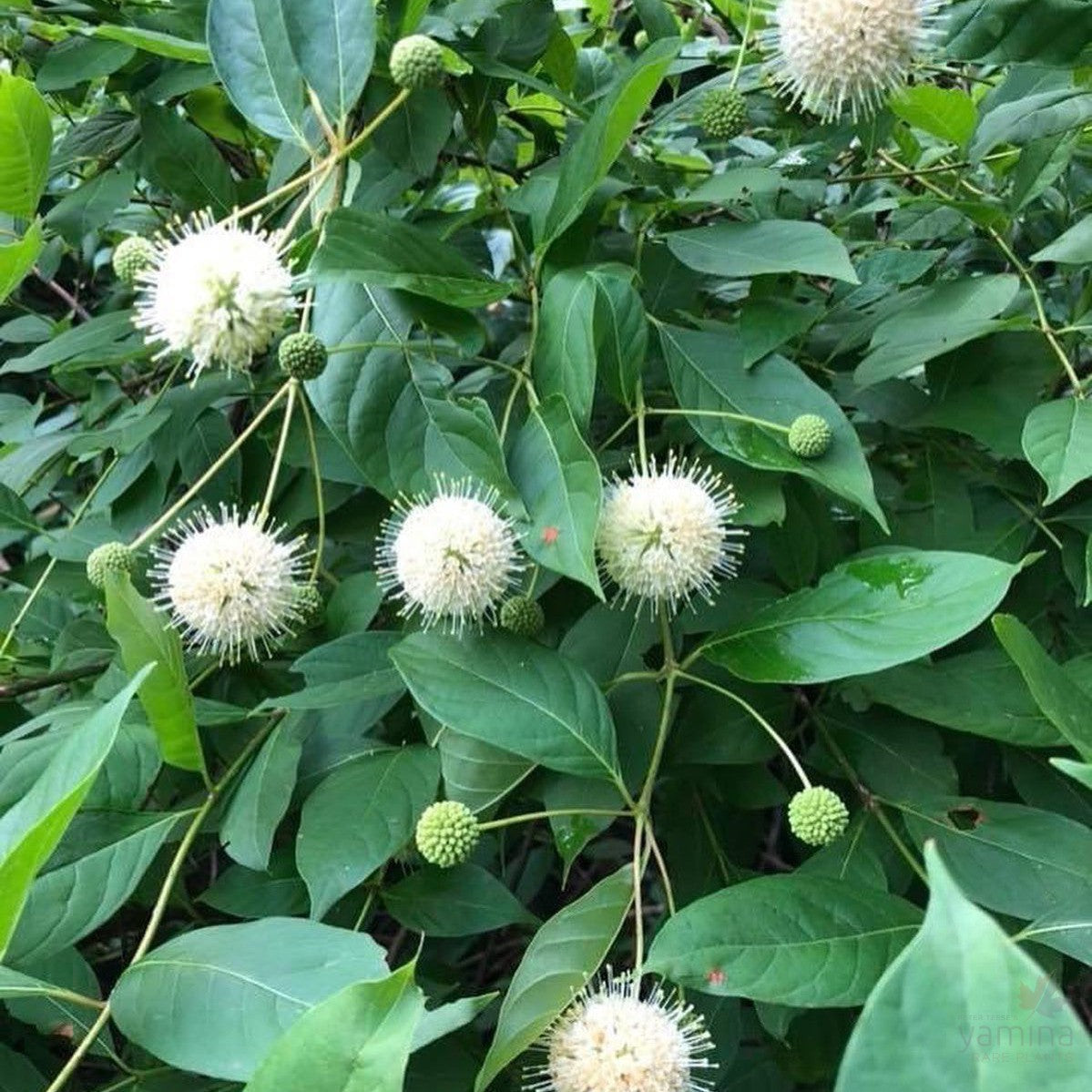 Cephalanthus occidentalis 2