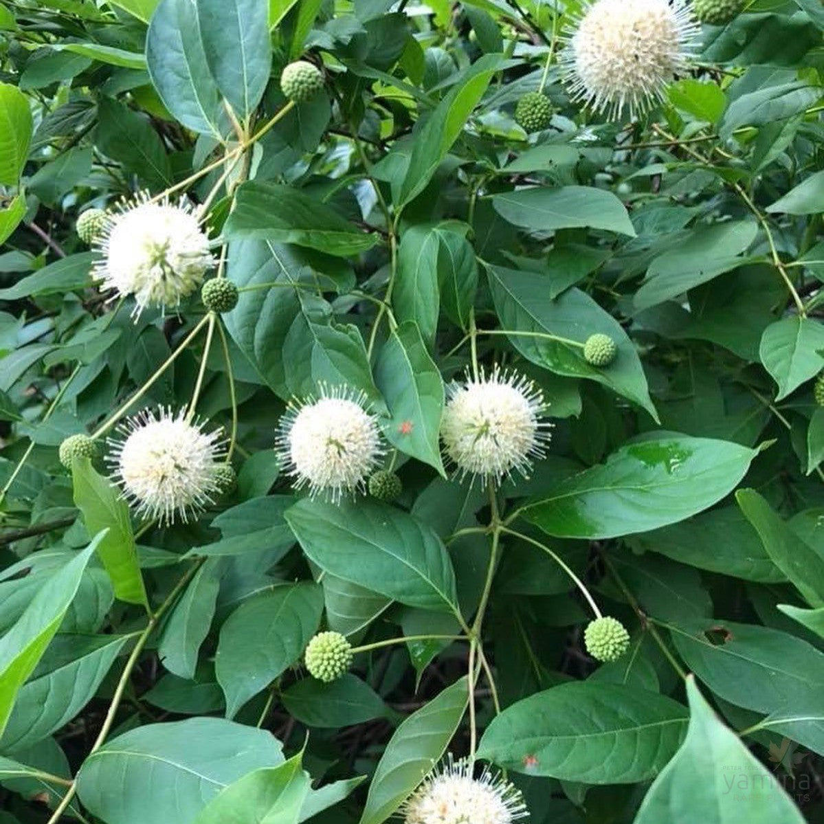 Cephalanthus occidentalis 3