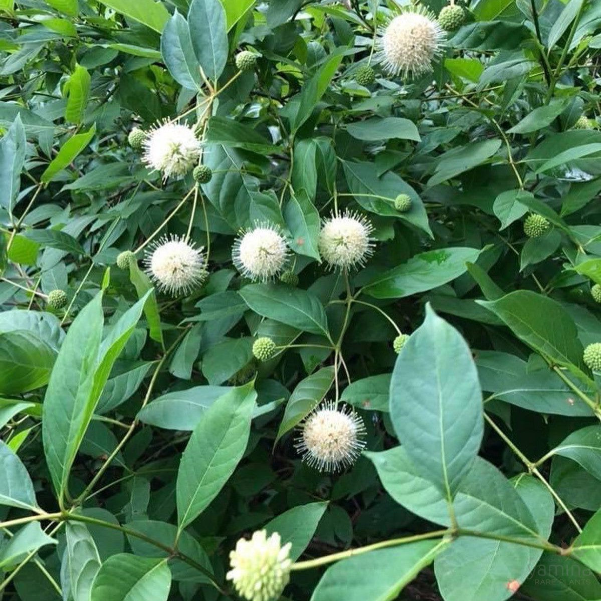 Cephalanthus occidentalis 4