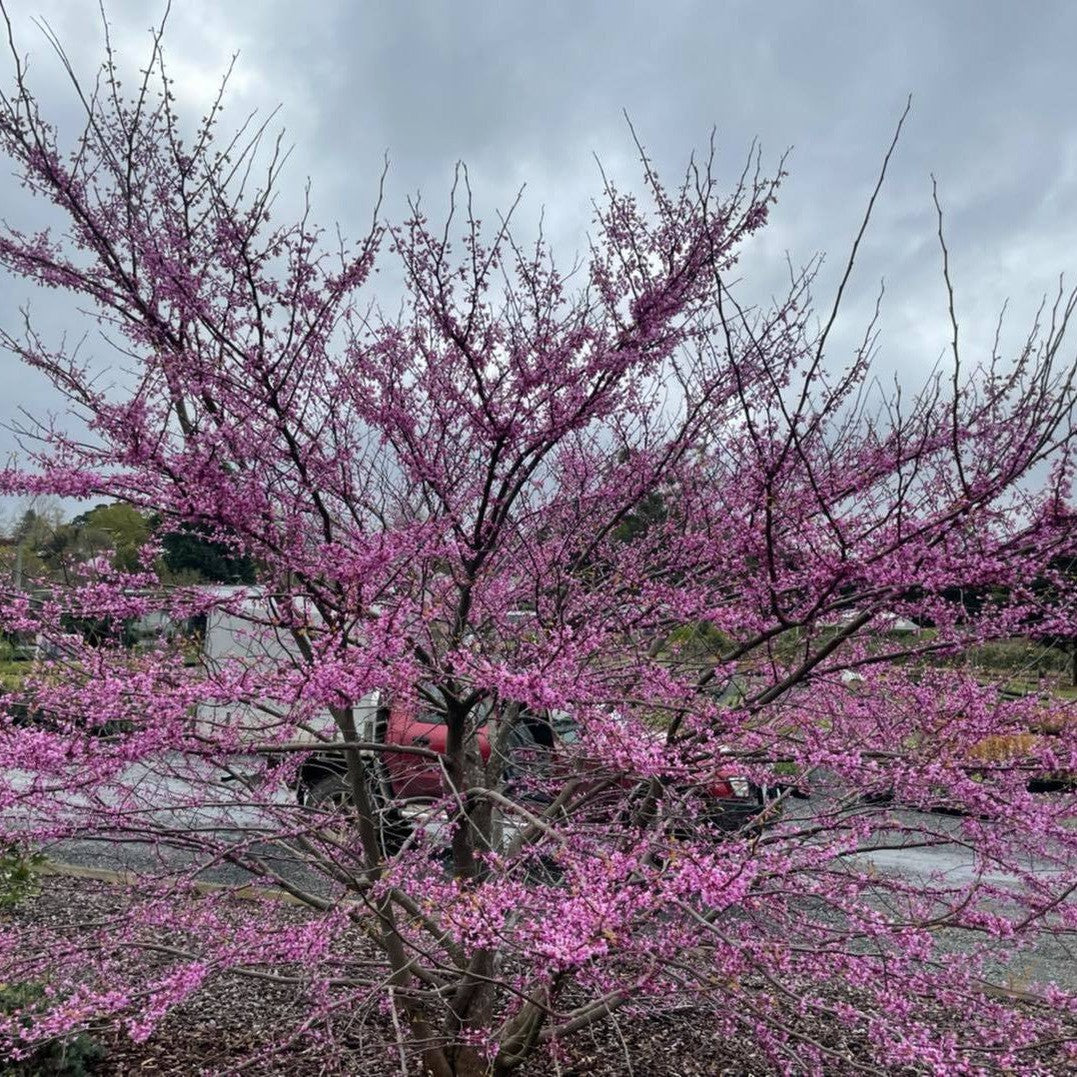 Cercis siliquastrum 1