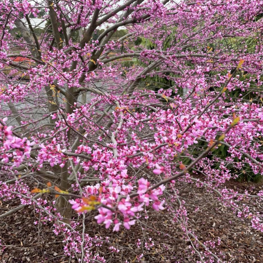 Cercis siliquastrum 2