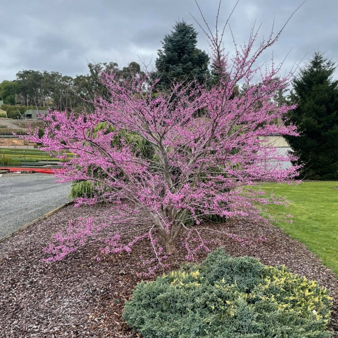 Cercis siliquastrum 3