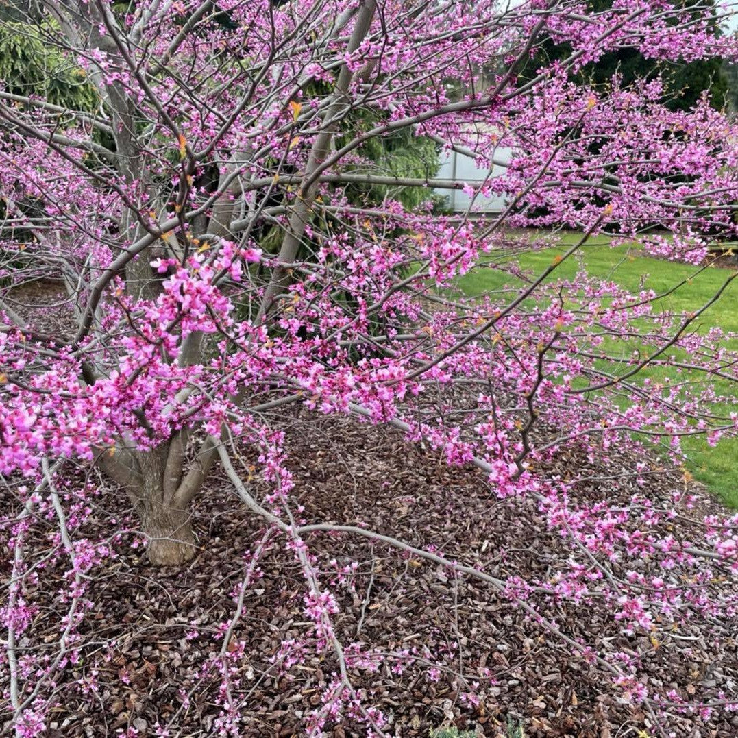 Cercis siliquastrum 4