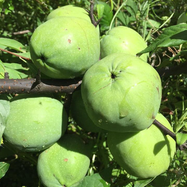 Chaenomeles cathayensis 1