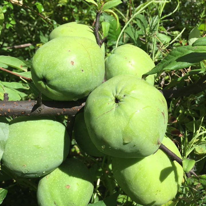 Chaenomeles cathayensis 2