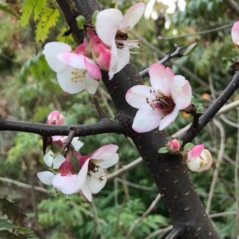 Chaenomeles cathayensis 6