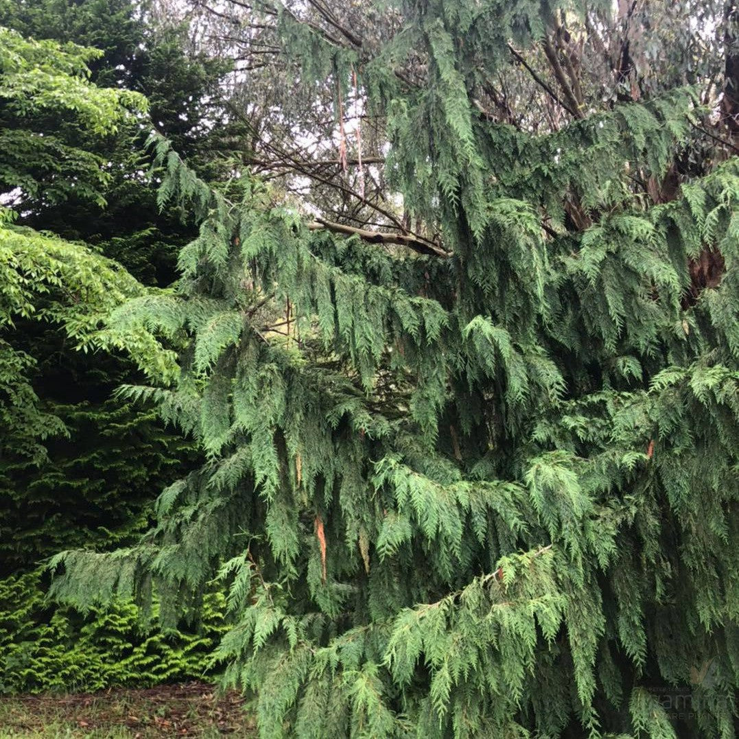 Chamaecyparis nootkatensis Pendula