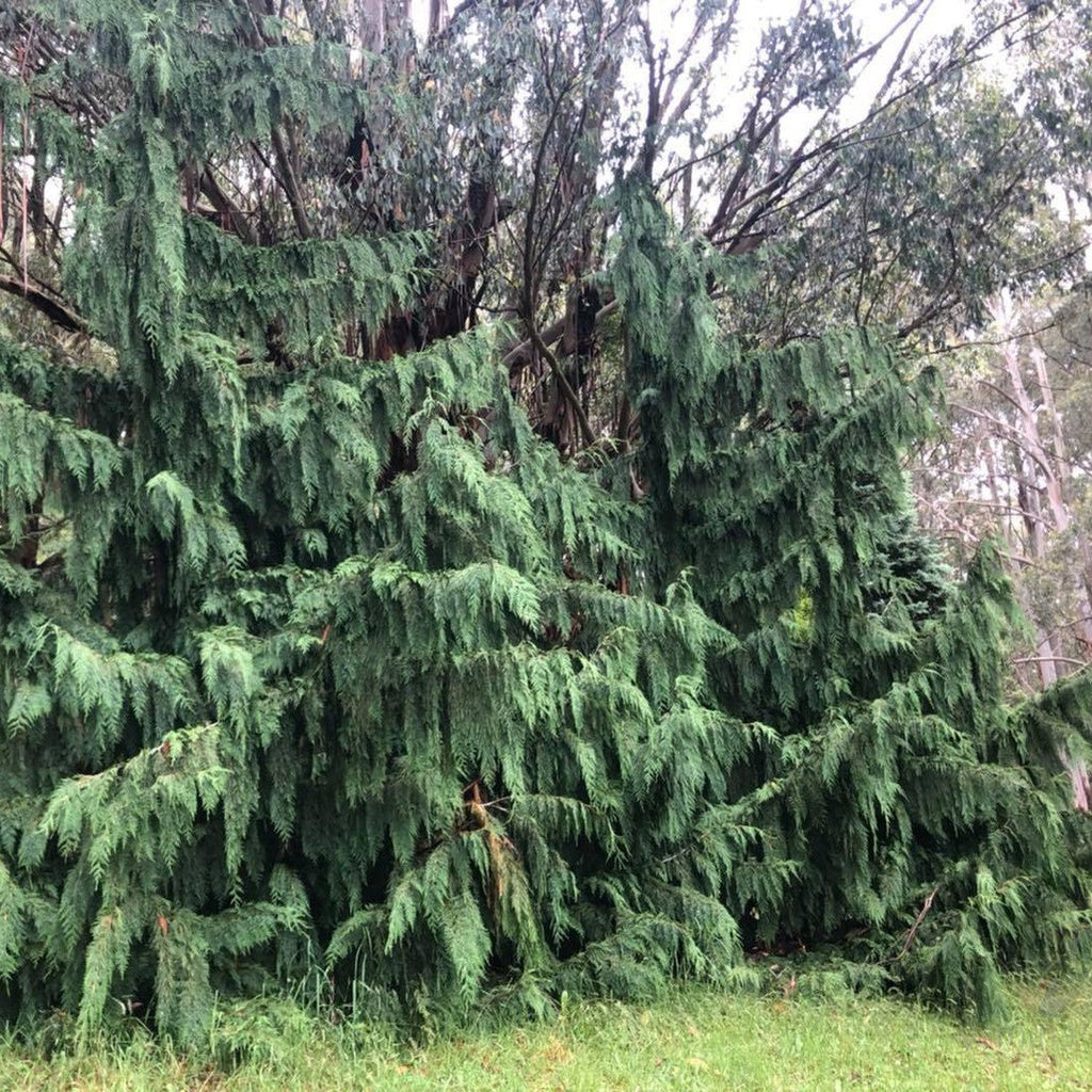 Chamaecyparis nootkatensis Pendula