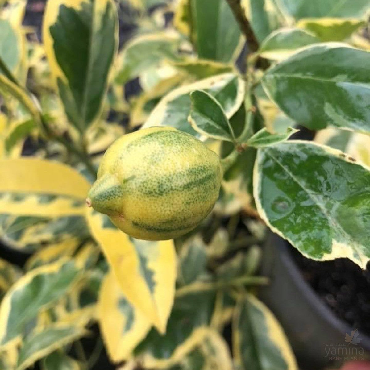 Citrus limon x meyeri Arnold Teese (variegated) 1