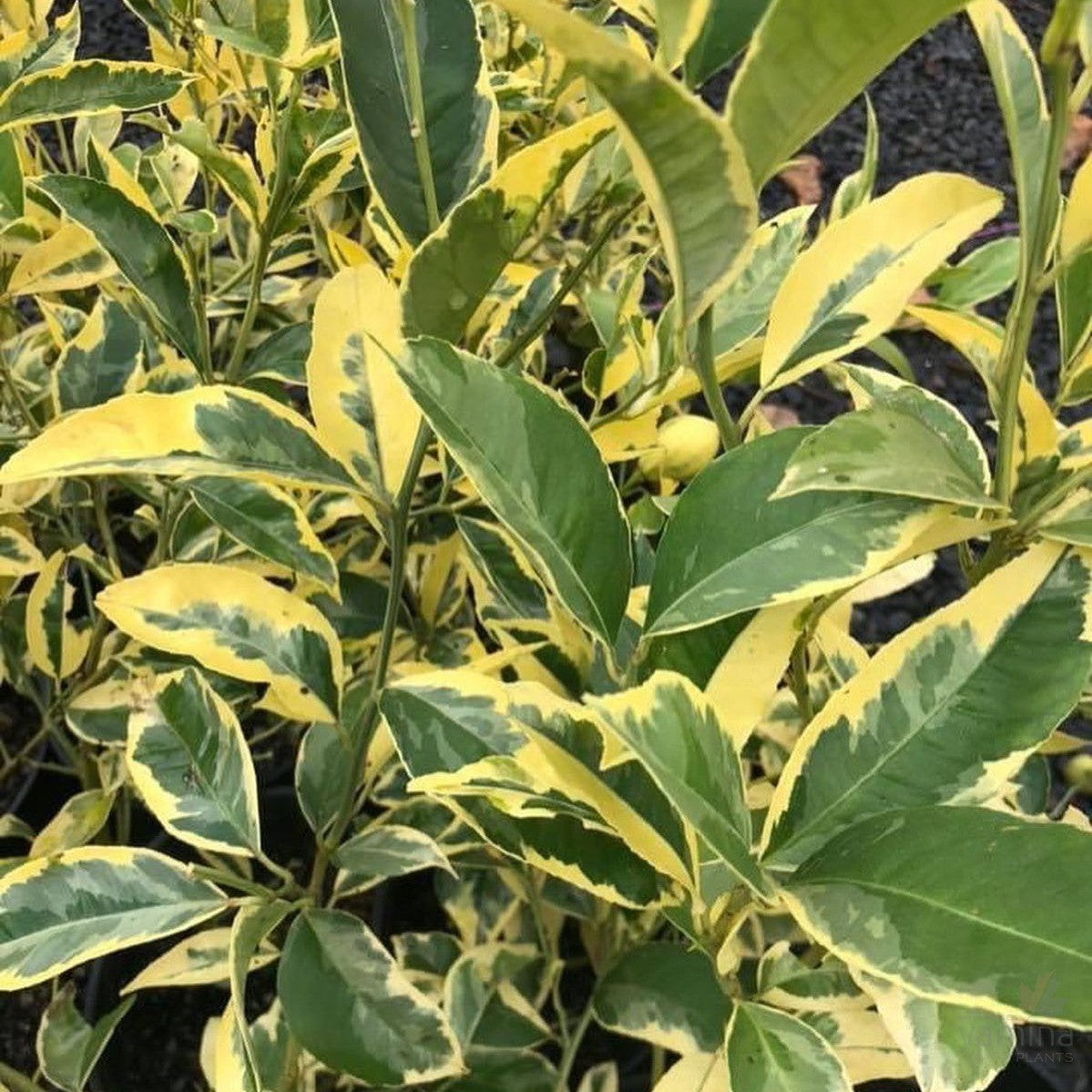 Citrus limon x meyeri Arnold Teese (variegated) 2