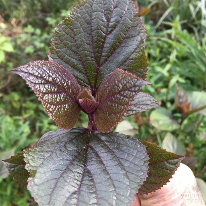 Clerodendron bungei 1