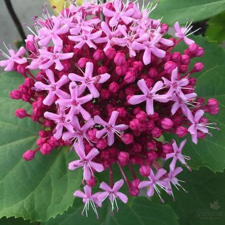 Clerodendron bungei 4