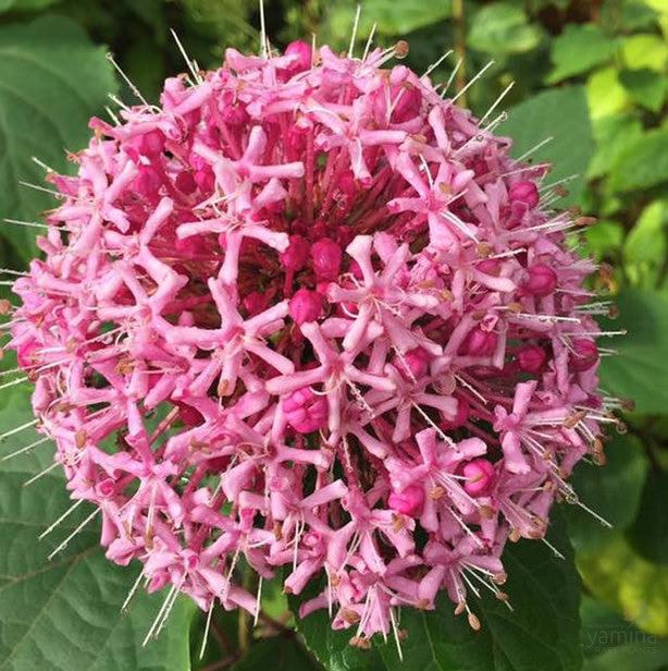 Clerodendron bungei 5