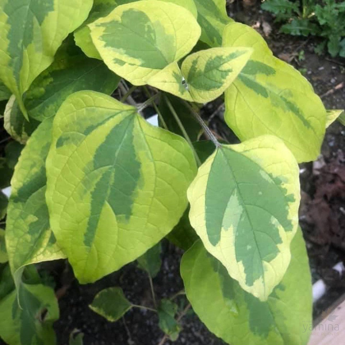 Clerodendrum trichotomum Carnival 1