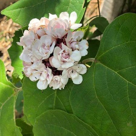 Clerodendrun chinense 1