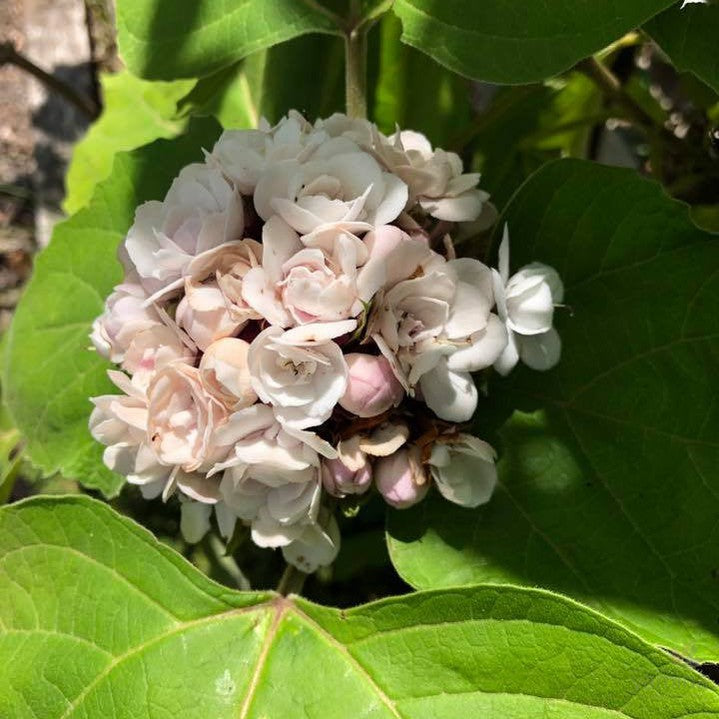 Clerodendrun chinense 2