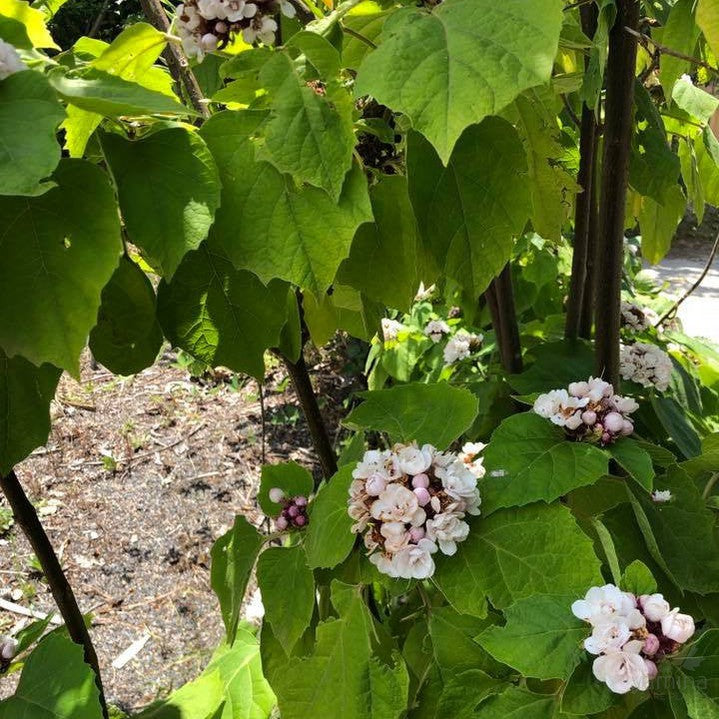 Clerodendrun chinense 3