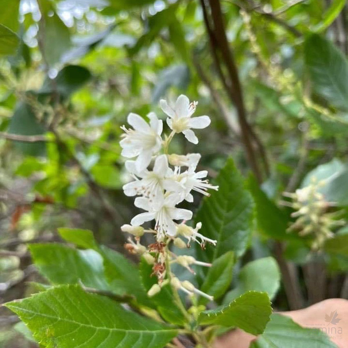 Clethra alnifolia Hummingbird 1