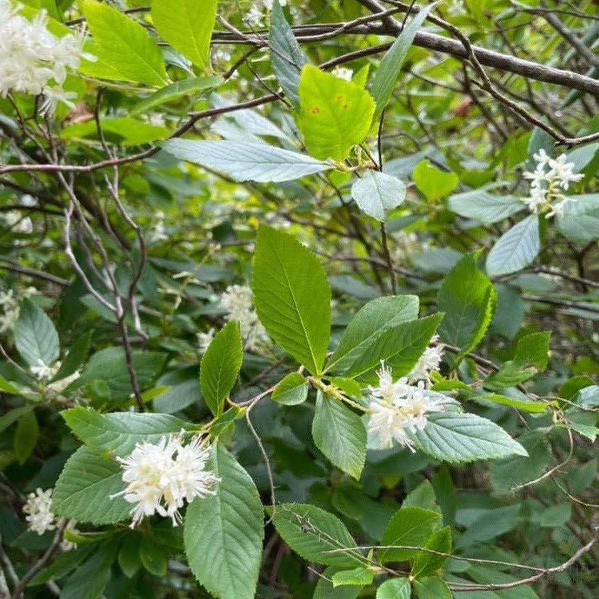 Clethra alnifolia Hummingbird 2