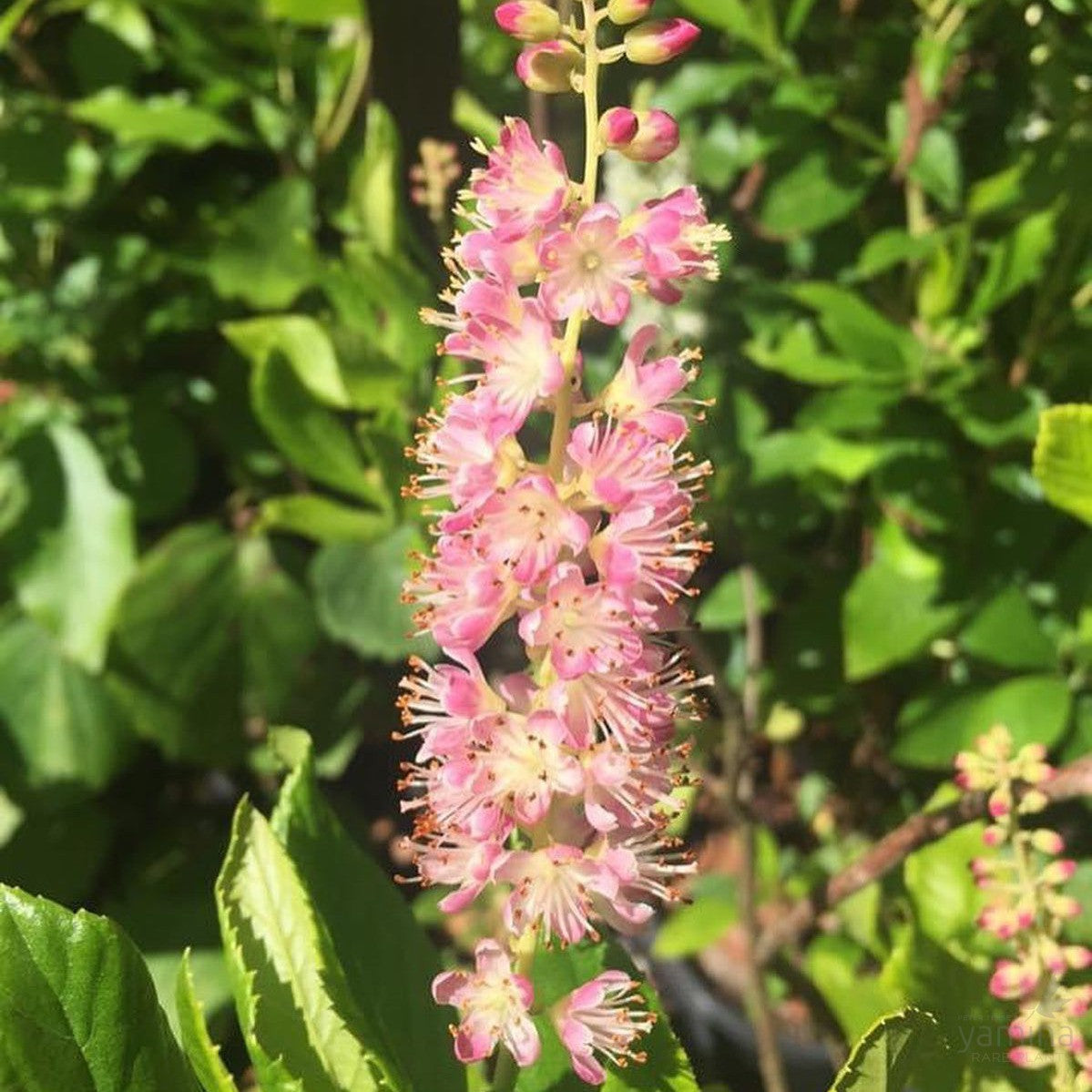 Clethra alnifolia Ruby Spice 1