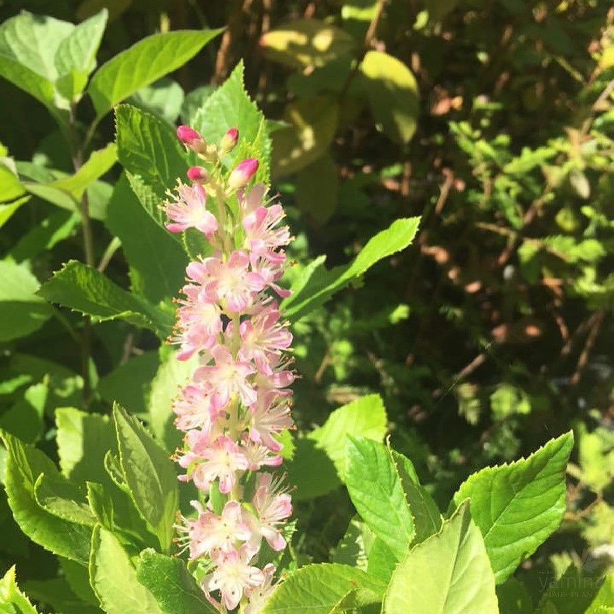 Clethra alnifolia Ruby Spice 2